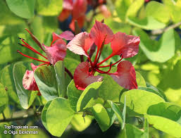 Image result for Habenaria galpinii