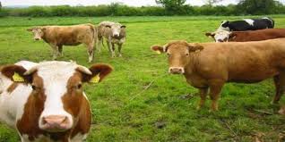 Brucella Hastaligi Hereford Hayvan Sera Etkisi