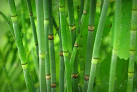 Image result for Thesium equisetoides