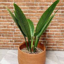 Tanaman Hias Philodendron Lynette Shopee Indonesia