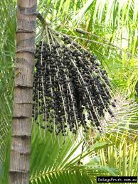 Hasil gambar untuk acai