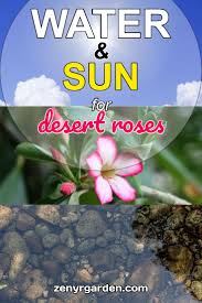 We did not find results for: Desert Roses Water Sunlight Needs Desert Rose Care Desert Rose Rose Plant Care