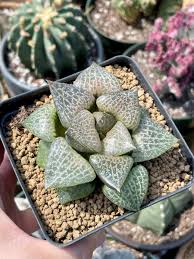 Image result for Haworthia