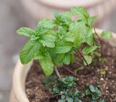 Mint plants like to be kept moist, but they don't want to be too wet or soggy. Chocolate Mint Plant Plant Care Growing Guide