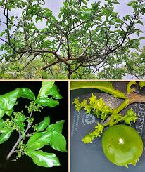 Image result for Vangueria madagascariensis