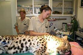 Check spelling or type a new query. How To Become A Veterinary Assistant How Long Does It Take