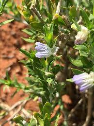 Image result for Pogonospermum divaricatum