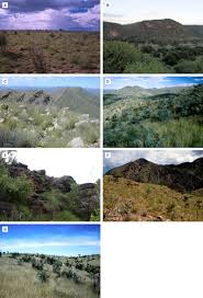 Image result for Helinus spartioides