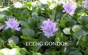 Maybe you would like to learn more about one of these? Manfaat Eceng Gondok