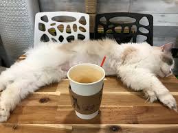 So let's try out some of the best coffee shops! Cat Cafe Name Ideas