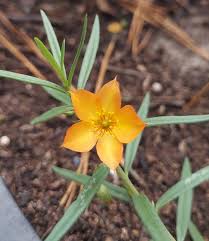 Image result for Talinum tenuissimum