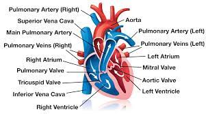The blood then flows through the tricuspid valve into the right ventricle. Heart Blood Flow Simple Anatomy Diagram Cardiac Circulation Pathway Steps Ezmed