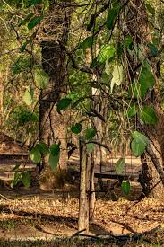 Image result for Parquetina calophylla