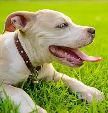 Blue nose white american pitbull terrier. Blue Nose Pitbull Facts Fun Pros And Cons Of A Blue Nosed Pup