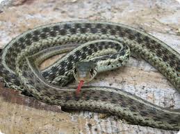 Eastern Garter Snake Not Garden Snake Garden Snakes Snake Rat Snake