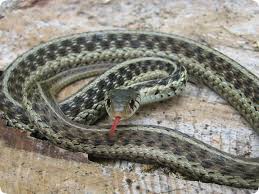 I hope you like it. Eastern Garter Snake Not Garden Snake Snake Garden Snakes Rat Snake
