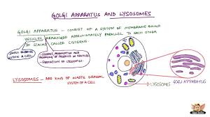 We did not find results for: Golgi Apparatus And Lysosomes Youtube