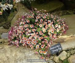 Phlox also provides a wide range of colors from white and cream through pinks, lilacs, roses and lipstick red. Photo Of The Entire Plant Of Night Phlox Zaluzianskya Ovata Orange Eye Posted By Kniphofia Garden Org