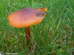 Des Hygrophores Aux Couleurs Vives Dans Nos Pelouses Le Jardinoscope Toute La Flore Et La Faune De Nos Parcs Et Jardins Parc Et Jardin Pelouse Tonte De Gazon