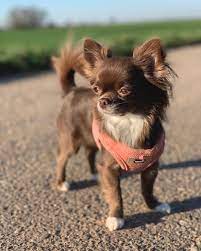 30 Best Dog Names For Mighty Little Chihuahuas Pictures Dogtime Best Dog Names Dog Names Chihuahua