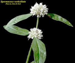 Image result for Spermacoce deserti