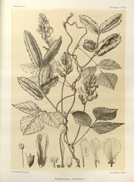 Image result for Psophocarpus scandens