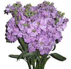 Buy Lavender Stock Flower At Wholesale Stock Flower Lavender Wedding Flowers Lavender Centerpieces