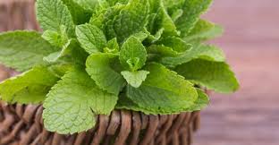 What's the english translation of pudina? Herba Barat Terkenal Yang Jarang Digunakan Oleh Orang Malaysia Pasarhub Online Fresh Market