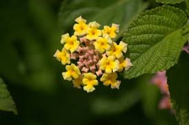 Image result for Lantana ukambensis