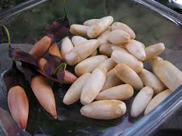 Monkey puzzle seed has a thin, easily peelable shell. Foraging Monkey Puzzle Nuts Urban Huntress