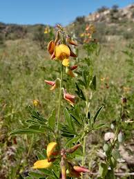 Image result for Crotalaria pisicarpa