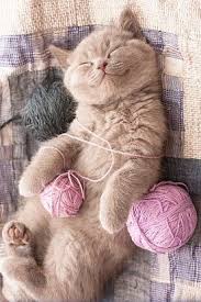 Omg thank you sooooooooooooooooo much for stating these reasons i searched on every website for reasons why we love cats and i couldn't find solid argumants like these for my speech i love youu so much guys. Happy Kitty Cute Cats And Kittens Cute Cats Cats