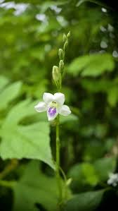 Image result for Asystasia intrusa