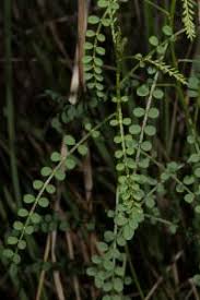 Image result for Indigofera drepanocarpa