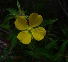 Image result for Ludwigia jussiaeoides