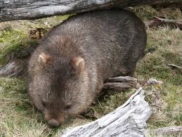 Image result for Common wombat
