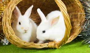 กระต่าย holland lop แท้ ฟาร์มขายเอง มีบริการจัดส่งถึงบ้าน. à¸ªà¸²à¸¢à¸ž à¸™à¸˜ à¸à¸£à¸°à¸• à¸²à¸¢ Cute Rabbit