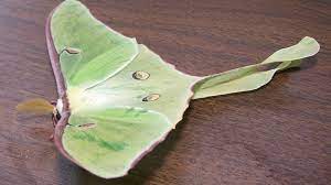 What Is The Spiritual Meaning Of Luna Moths Luna Moths Luna Moth Symbolism Moth