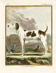 buffon histoire naturelle 1766 dog paintings prints dog illustration