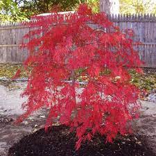 Pin By Suzette Manrriquez On Home Outside In 2021 Maple Tree Seeds Japanese Maple Tree Red Dragon Japanese Maple