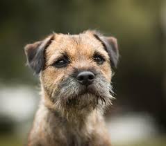 Image result for border teriér