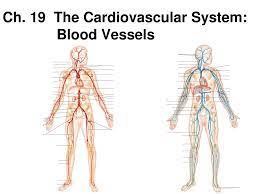 Ch 19 The Cardiovascular System Blood Vessels Ppt Download