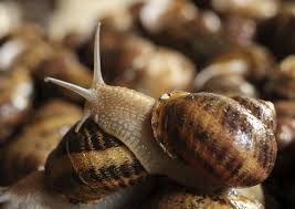 Cómo se alimentan los caracoles. La Importancia De Hacia Donde Gire La Concha Del Caracol