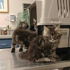 The prices vary from place to place so you will easily be able to find one without your budget. Colossal Cats A Maine Coon Cattery Home Facebook