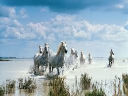 Quot Our Heart Shall Rejoice In Him Quot Psalm 33 21 Blessed Is The Fact That Christians Can Rejoice Even In The Horses Beautiful Horses Horse Photos