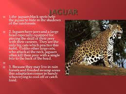Vector green tropical forest jungle with parrots, jaguar, boa, harpy, monkey. 1 The Jaguars Black Spots Help The Jaguar To Hide In The Shadows Of The Rainforests 2 Jaguars Have Jaws And A Large Head Especially Equipped For Ppt Download