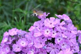 Hummingbird Hawk Moth | Davids Garden Diary