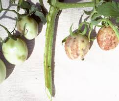 Image result for Alfalfa mosaic virus