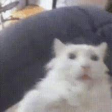 Cat Camera Gifs Tenor