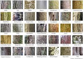 The shapes and sizes of leaves, or colors and arrangements of flowers, are plant features people often use to identify trees and shrubs, but woody plants can also be identified upon close examination of their bark. City Of Trees On Twitter Make Sure You Are Barking Up The Right Tree Sorry With This Cool Bark Id Guide By Squinancywort1